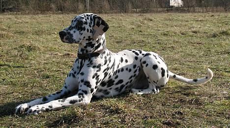 Dalmatiner Rico billede 16