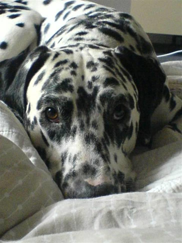 Dalmatiner Rico billede 17