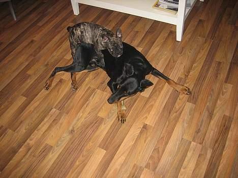 Dobermann sultan billede 13