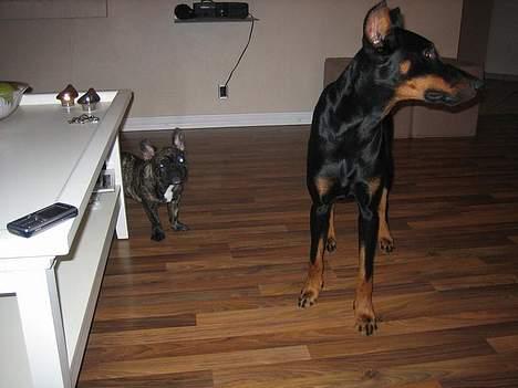 Dobermann sultan billede 14