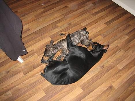 Dobermann sultan - Sultan er ude at lege med sin gode ven Gismo billede 15