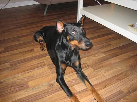 Dobermann sultan billede 16