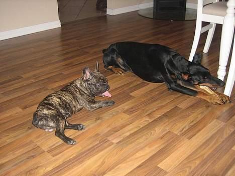 Dobermann sultan billede 17