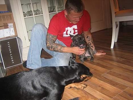 Dobermann sultan billede 18