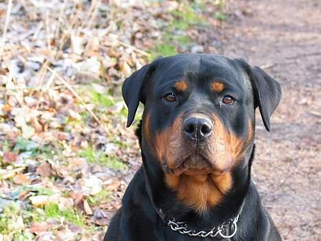 Rottweiler Fattiggården's Carla *død* - Så sidder jeg vist pænt nok billede 4