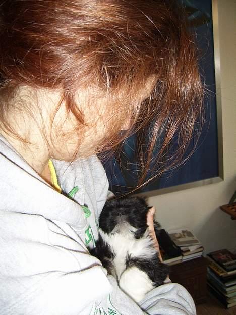 Lhasa apso Samson - Samson elsker at sove i arm ved os. billede 4