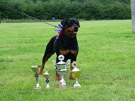 Rottweiler Fattiggården's Carla *død* - Carla til en udstilling billede 5