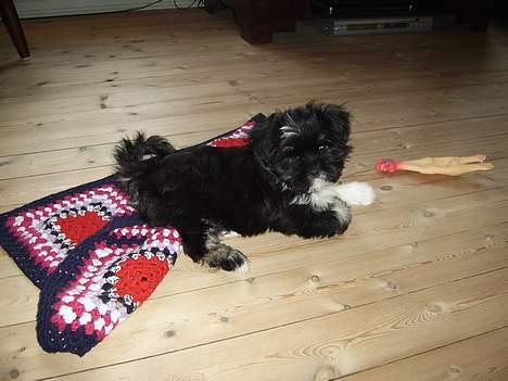 Lhasa apso Samson - Nu er jeg blevet 10 uger og leger meget, hvis jeg da ikke lige sover... billede 5