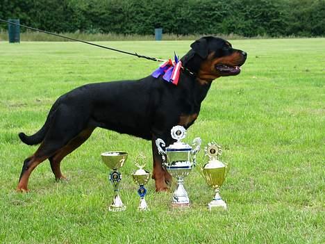 Rottweiler Fattiggården's Carla *død* - Samme udstilling, bare fra siden billede 6