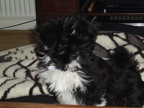 Lhasa apso Samson - 11 uger - Ser jeg ikke fræk ud? Det er jeg også nogle gange... billede 6