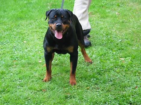 Rottweiler Fattiggården's Haiki *død* - Til eksteriør ved kuldfremstilling billede 6