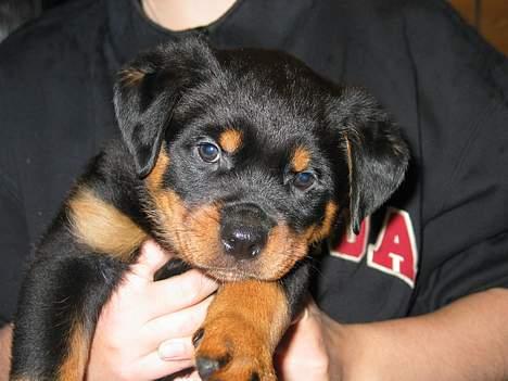 Rottweiler Fattiggården's Haiki *død* - Her er jeg som lillebit. 7½ uge gammel billede 7