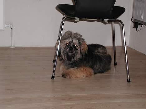 Lhasa apso Cille billede 13