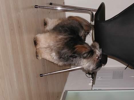 Lhasa apso Cille billede 14