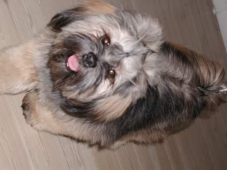 Lhasa apso Cille billede 15