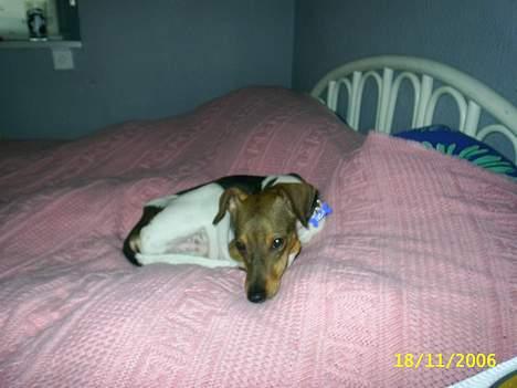 Blanding af racer oscar - mors seng er altså den bedste kurv... billede 6