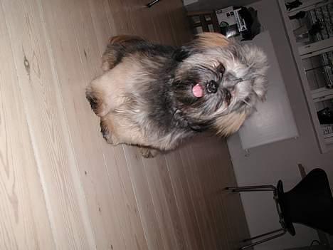 Lhasa apso Cille billede 16