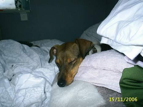 Blanding af racer oscar - tar mig sku lige en lur billede 7