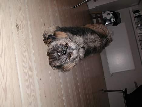 Lhasa apso Cille billede 17