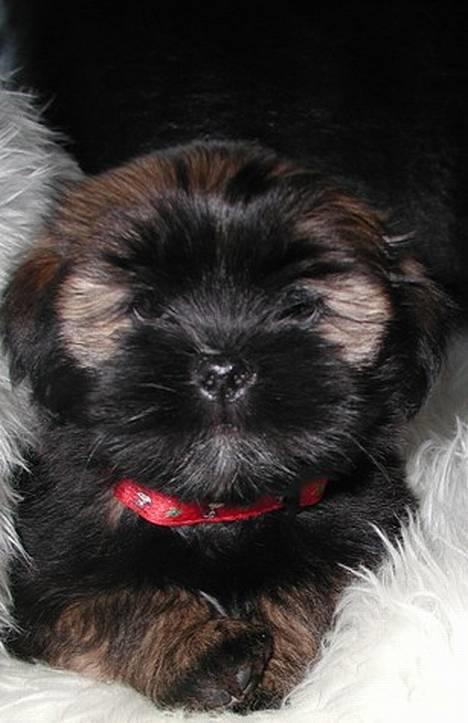 Lhasa apso Cille - Cille 8 uger billede 18