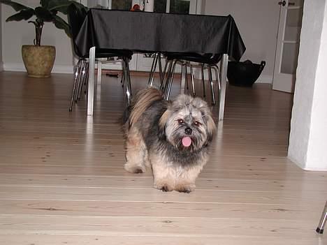 Lhasa apso Cille billede 19