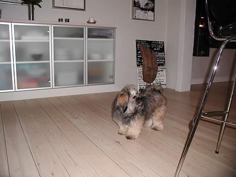 Lhasa apso Cille billede 20