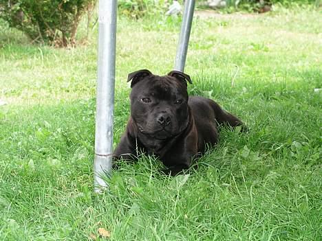 Staffordshire bull terrier Don Trigger - 8 1/2 måned billede 1