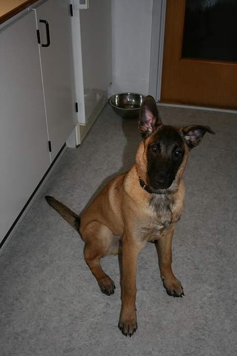 Malinois Cabby (Søholms Capone) * DØD * - 18/11-2006: Cabby dagen efter jeg havde hentet ham (4 mdr.)... billede 1