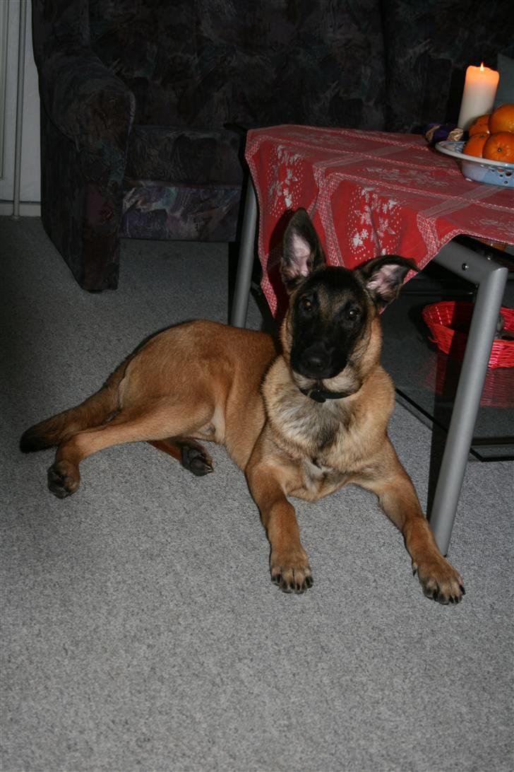 Malinois Cabby (Søholms Capone) * DØD * - 16/12-2006: Cabby som lille hundehvalp - med den blødeste og lækreste pels (5 mdr.)... billede 2