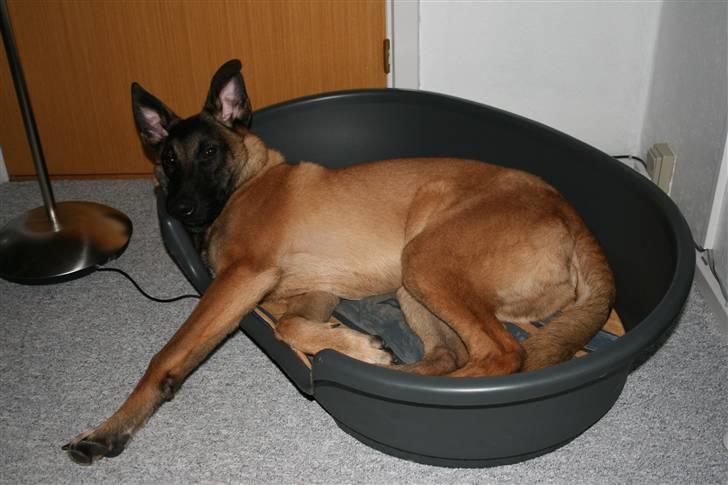 Malinois Cabby (Søholms Capone) * DØD * - 19/12-2006: Cabby gør opmærksom på at kurven altså er for lille til en hund af hans format *GGG* (5 mdr.)... billede 3