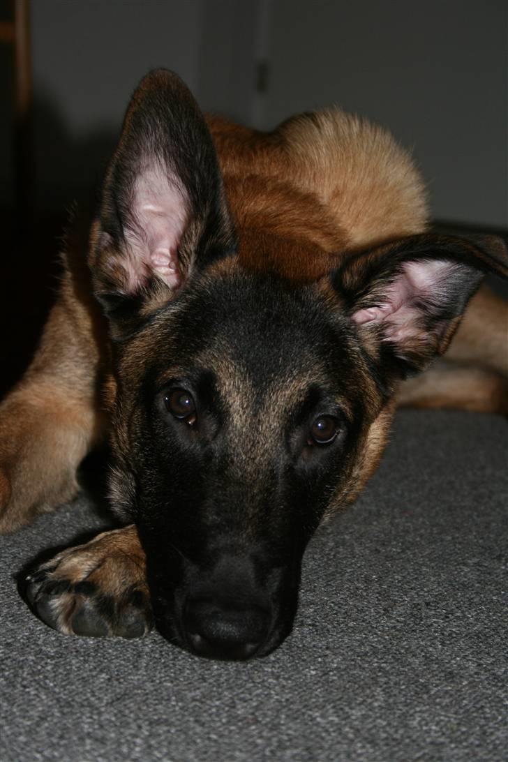 Malinois Cabby (Søholms Capone) * DØD * - 29/12-2006: Cabby-Knægten udtænker nye drengestreger (5,5 mdr.)... billede 5