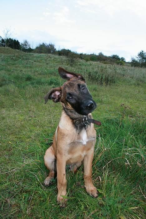 Malinois Søholms Cody  * DØD * - 22/10-06: Cody i grusgraven: A´ hva´ ... siger du at jeg skal være rolig - hvad betyder det ?!?!?!? billede 16