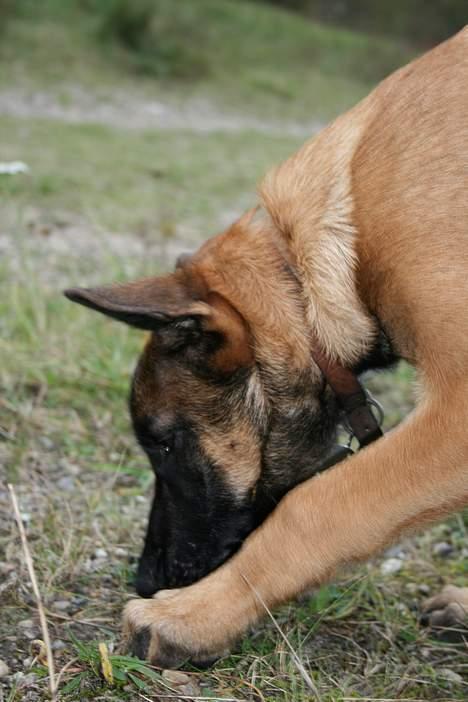 Malinois Søholms Cody  * DØD * - 22/10-06: Cody i grusgraven - der var MANGE spændende ting at undersøge... billede 17