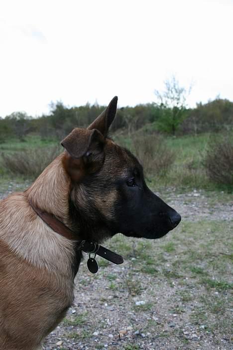 Malinois Søholms Cody  * DØD * - 22/10-06: Cody har fået øje på noget spændende i grusgraven !!! - Bemærk ørerne, det ene står lige i vejret og det andet er et flap-ører *GGG* billede 18