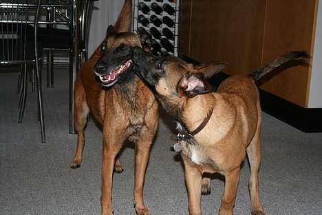 Malinois Søholms Cody  * DØD * - 12/11-06: Cody slikker Tikki næsten helt op i øjet ...  billede 19