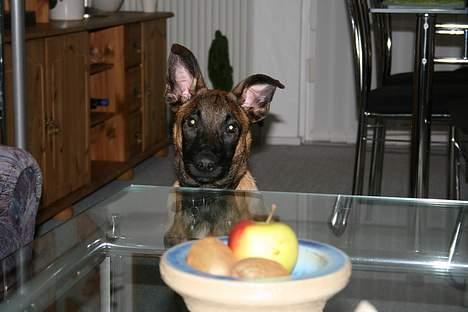 Malinois Søholms Cody  * DØD * - 12/11-06: Sidste portræt billede af ham, han blev aflivet 3 dage senere :o( billede 20