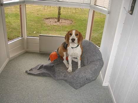 Beagle Beauty billede 13