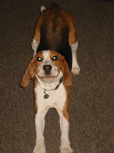 Beagle Beauty billede 14