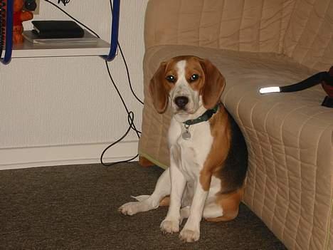 Beagle Beauty billede 15