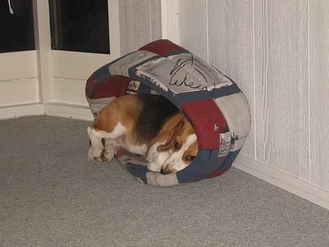 Beagle Beauty billede 16