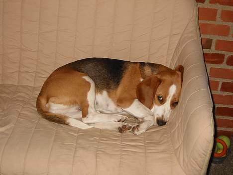 Beagle Beauty billede 17