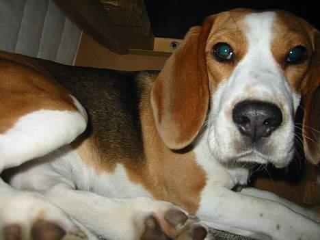 Beagle Beauty - jeg holder øje med dig! billede 18