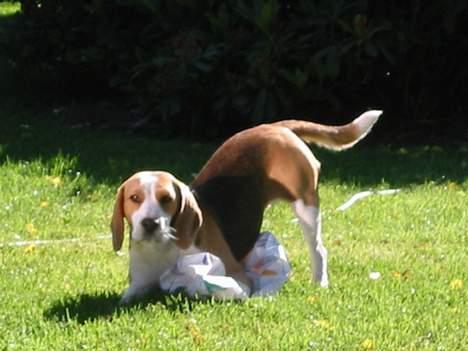 Beagle Beauty billede 19