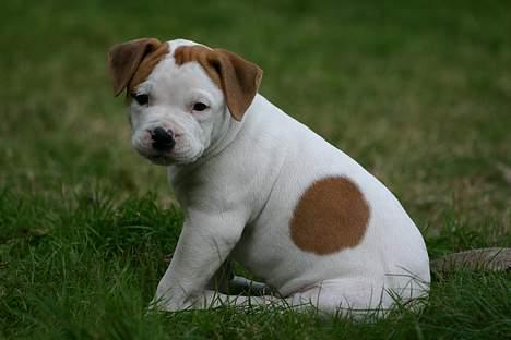 Amerikansk bulldog Rahbeks Ayla - 8 uger. billede 9