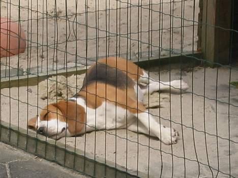 Beagle Beauty billede 20