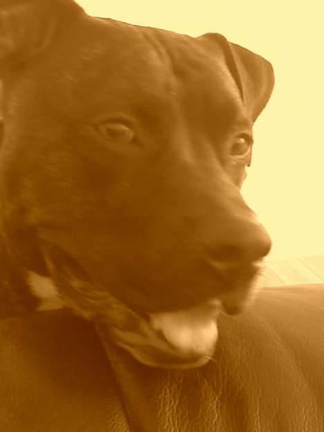 Amerikansk staffordshire terrier Rocko - SÅ floooot billede 1