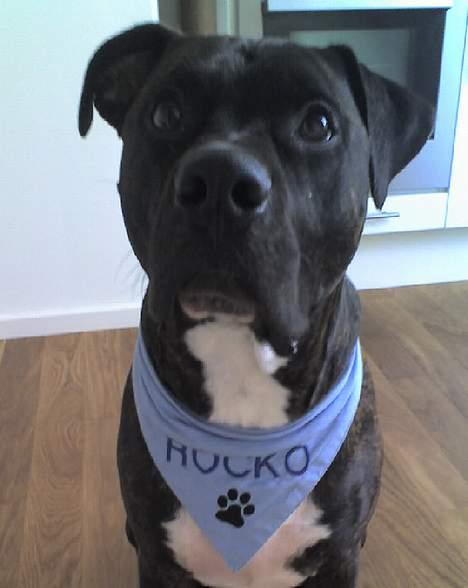 Amerikansk staffordshire terrier Rocko - kan godt se hvad du gemmer i hånden.... gi mig gi mig... billede 2