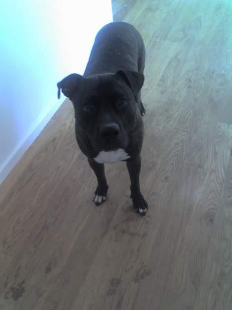 Amerikansk staffordshire terrier Rocko billede 3