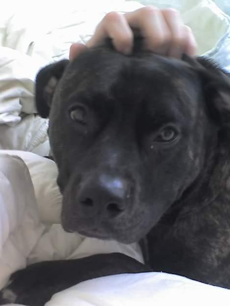 Amerikansk staffordshire terrier Rocko - elsker at blive nuset af far billede 4