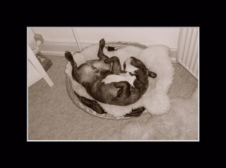 Fransk bulldog Sylvester R.I.P 2011 - uhh  billede 14